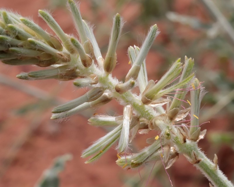 Ptilotus polystachyus photo 5