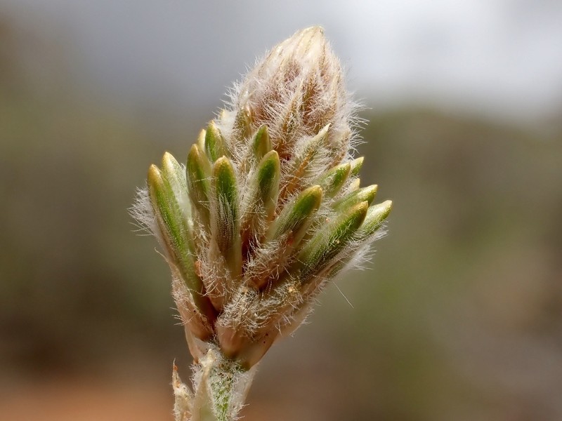 Ptilotus polystachyus photo 6