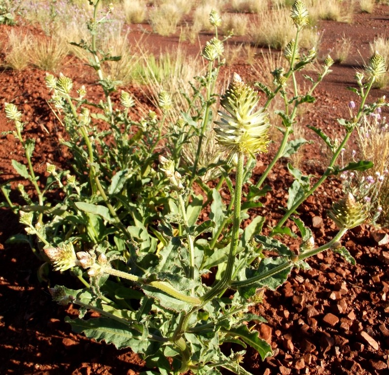 Ptilotus polystachyus photo 7