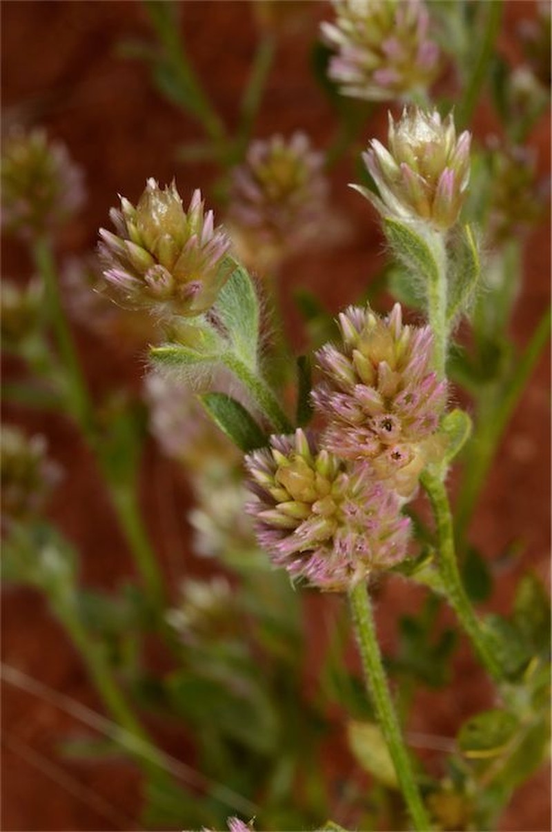 Ptilotus pseudohelipteroides
