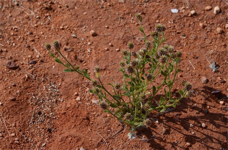 Ptilotus pseudohelipteroides photo 2