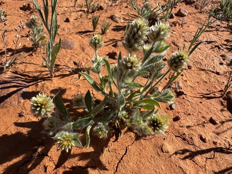 Ptilotus pseudohelipteroides photo 3