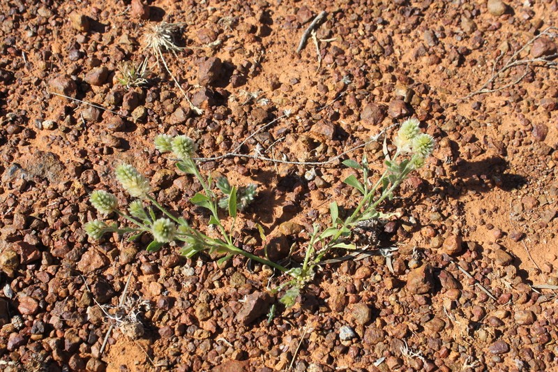 Ptilotus pseudohelipteroides photo 4