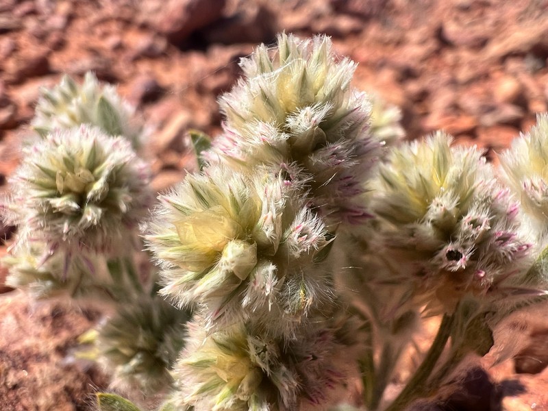 Ptilotus pseudohelipteroides photo 5