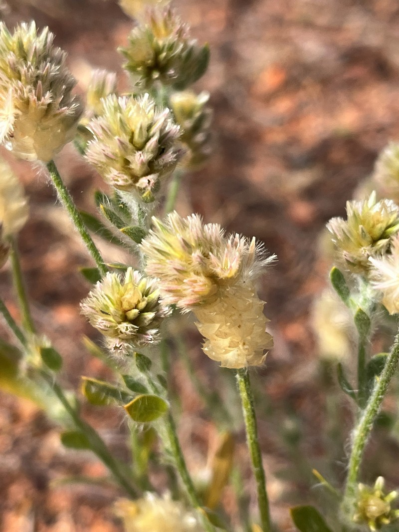 Ptilotus pseudohelipteroides photo 6