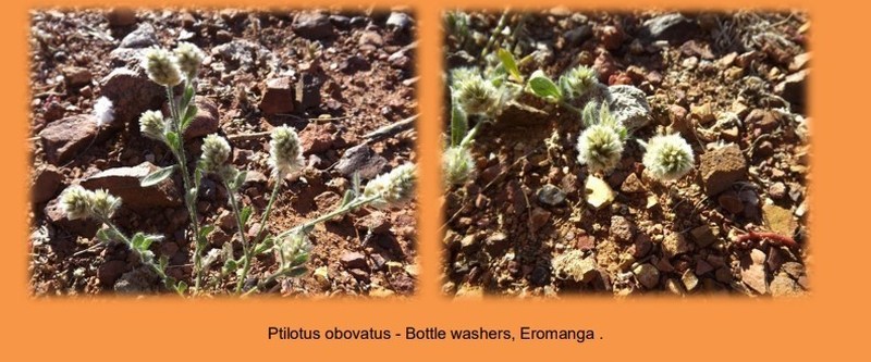 Ptilotus pseudohelipteroides photo 7