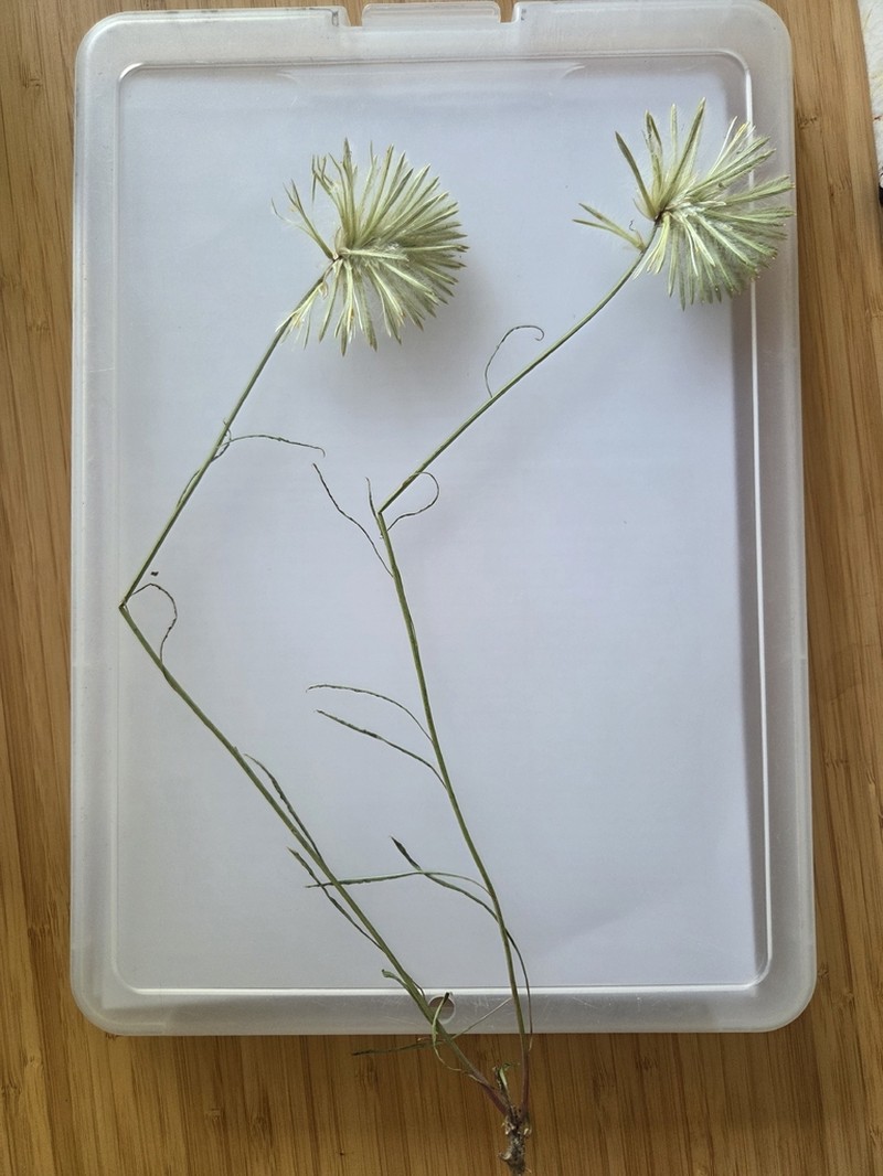 Ptilotus psilorhachis