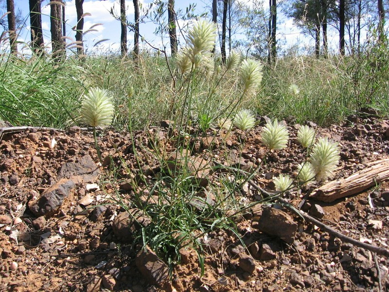 Ptilotus psilorhachis photo 2