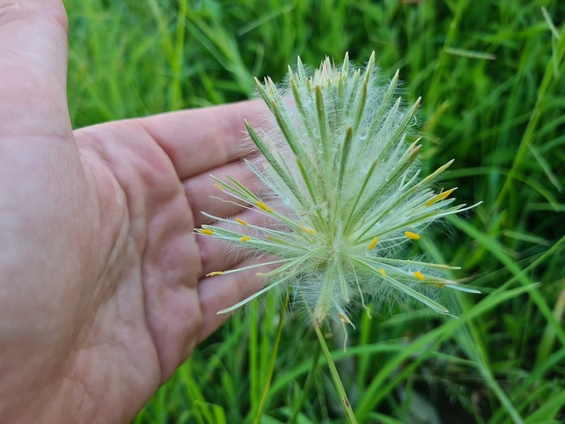 Ptilotus psilorhachis photo 3