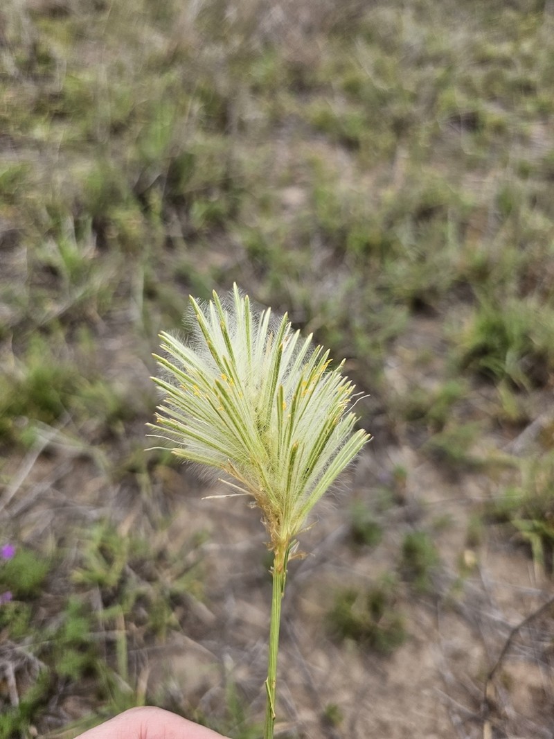 Ptilotus psilorhachis photo 4