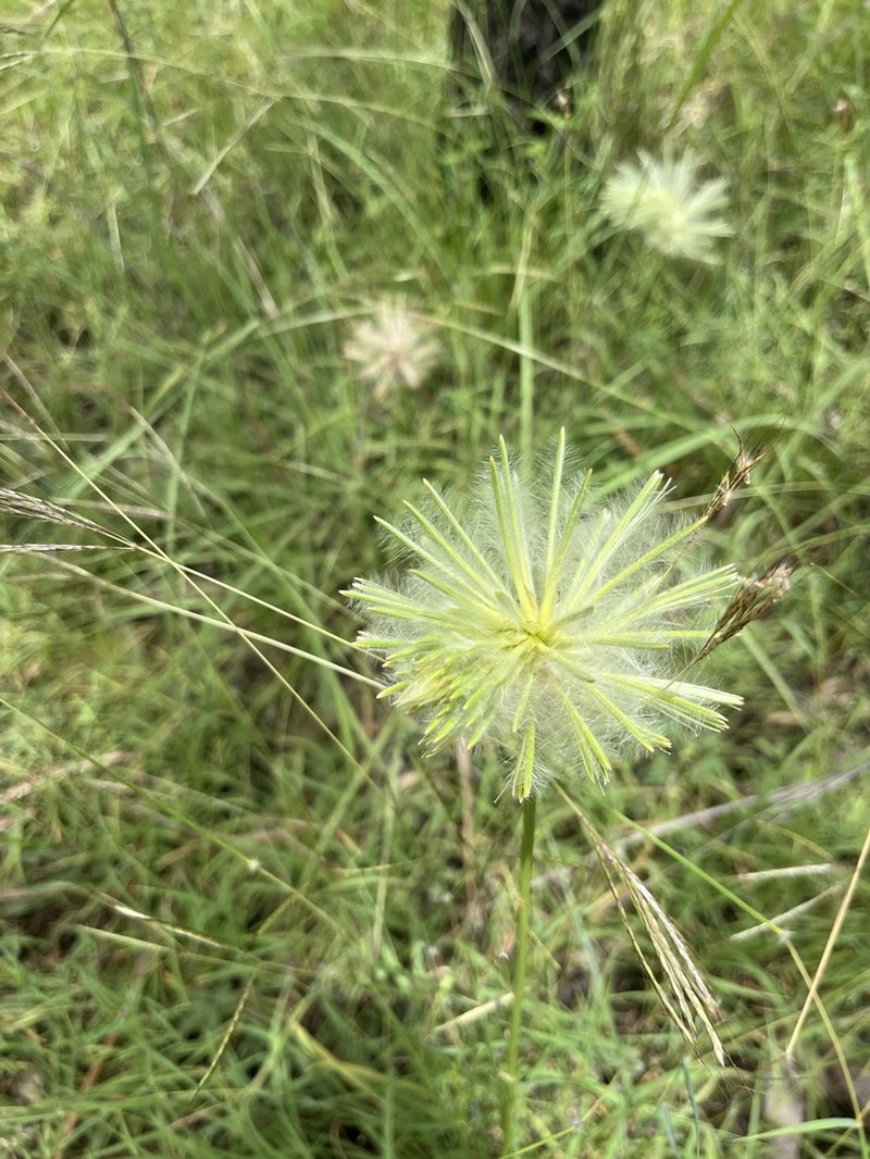 Ptilotus psilorhachis photo 5