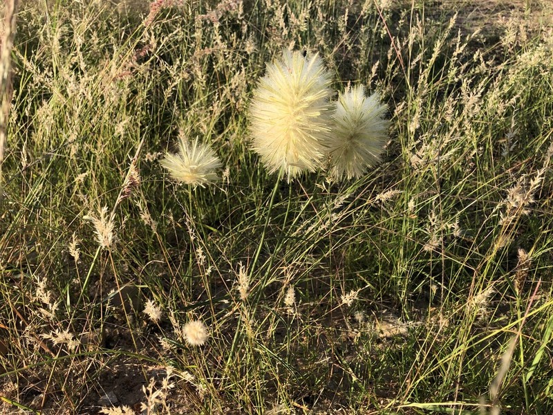 Ptilotus psilorhachis photo 6