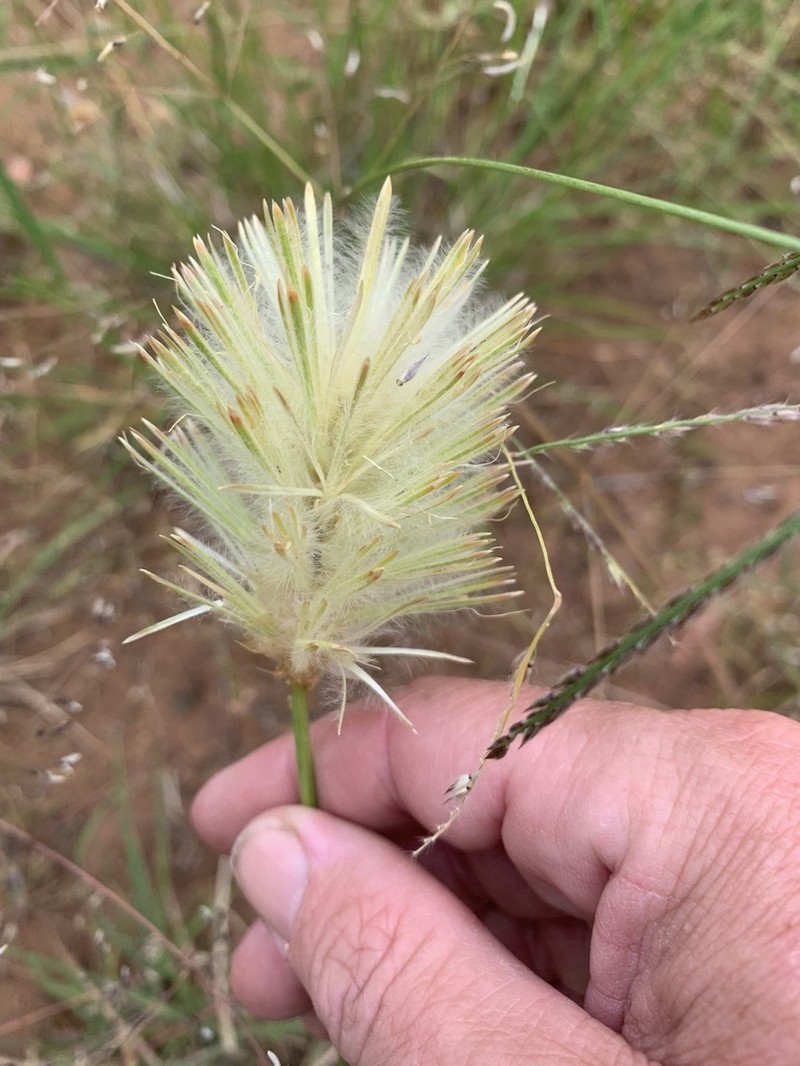 Ptilotus psilorhachis photo 8