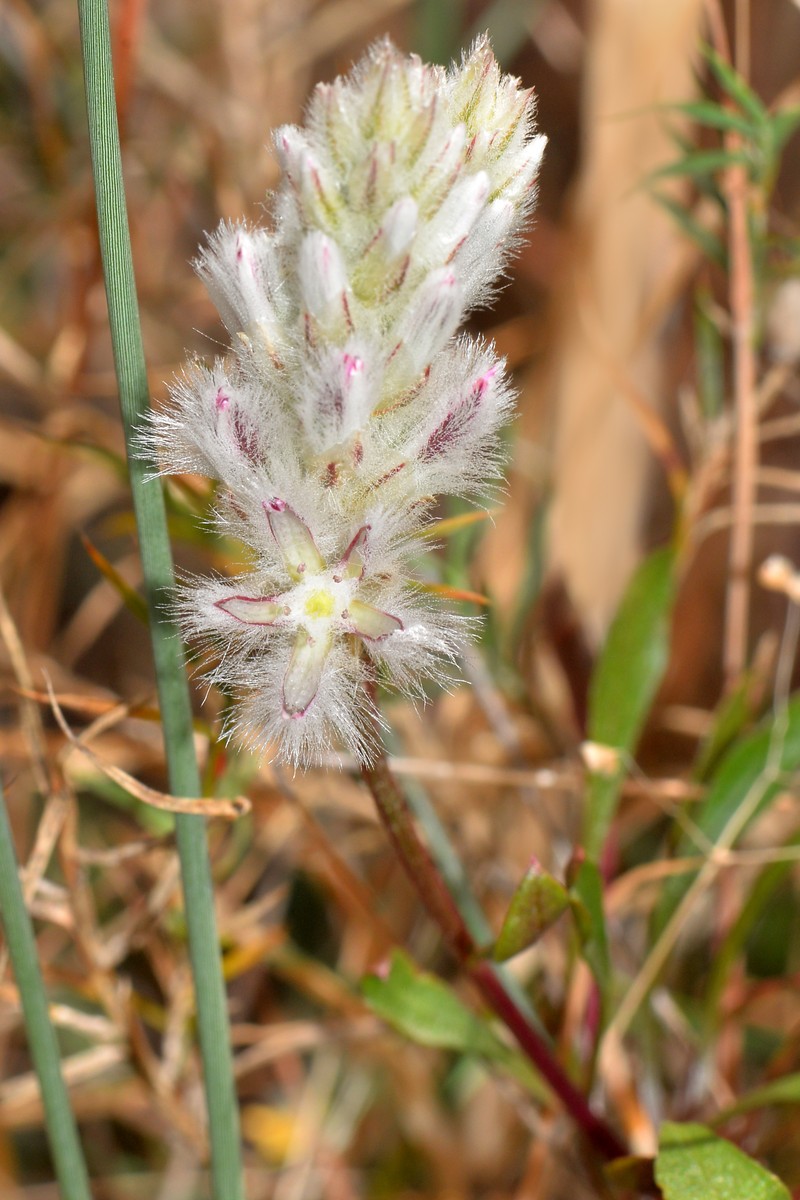 Ptilotus pyramidatus photo 2