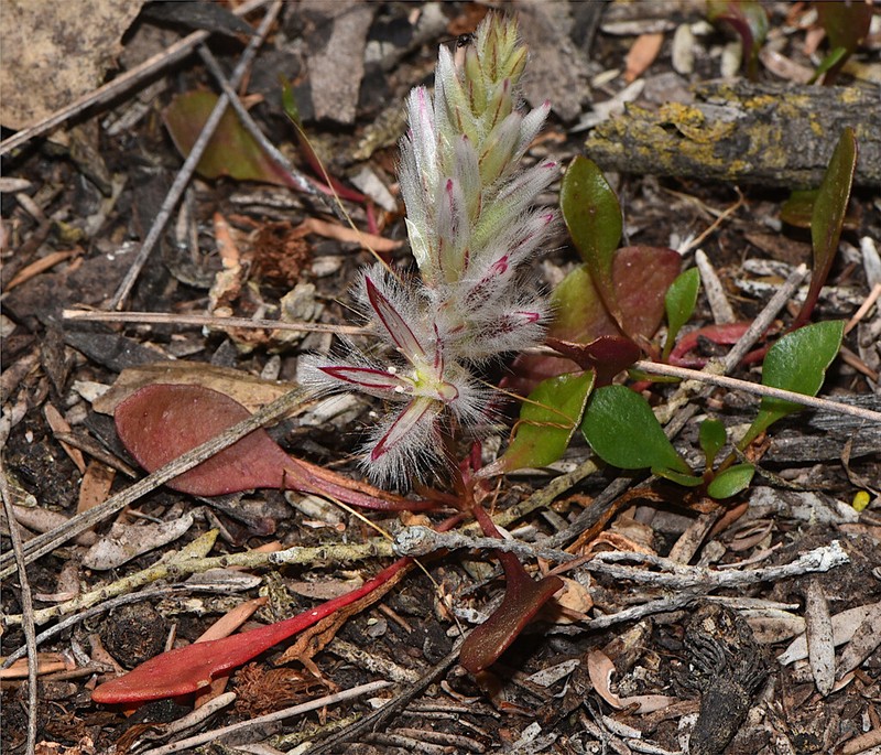 Ptilotus pyramidatus photo 4