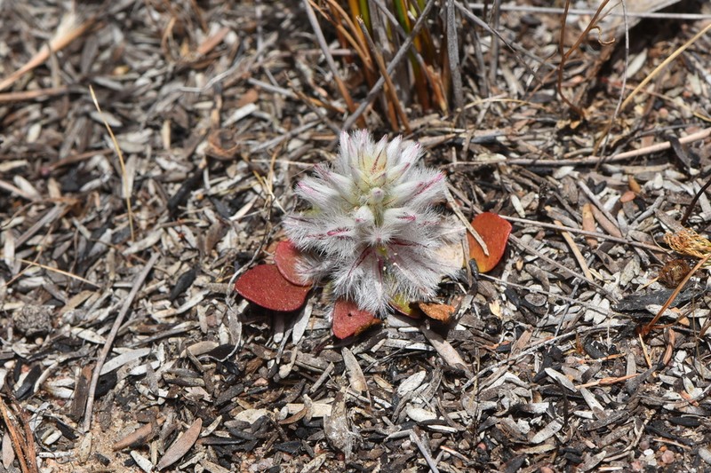 Ptilotus pyramidatus photo 5