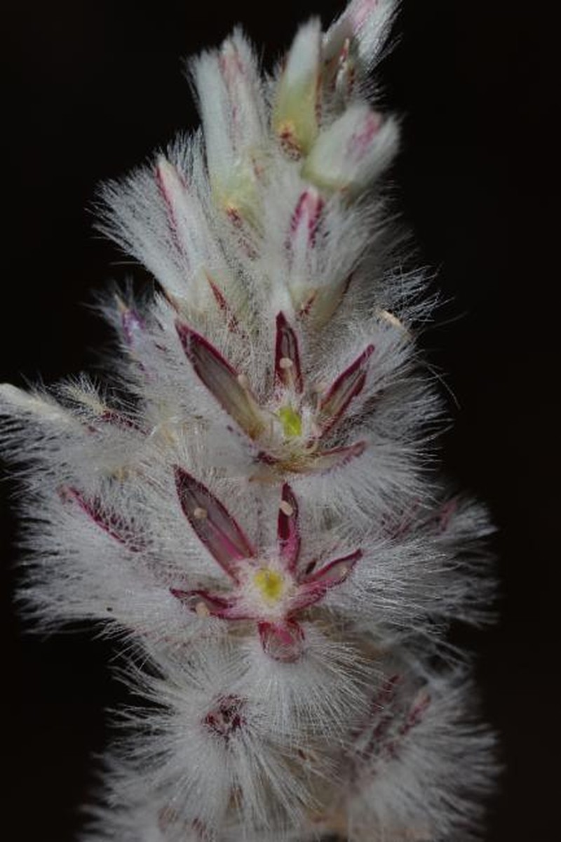 Ptilotus pyramidatus photo 6