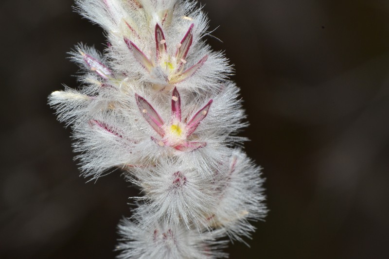 Ptilotus pyramidatus photo 7