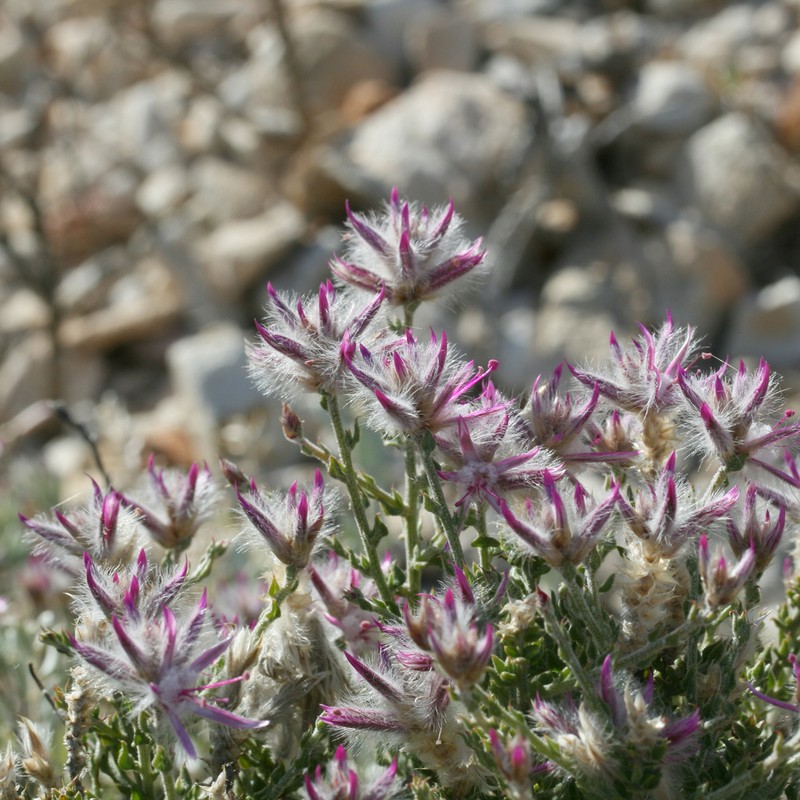 Ptilotus remotiflorus