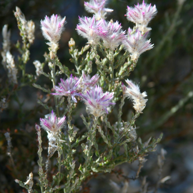 Ptilotus remotiflorus photo 3