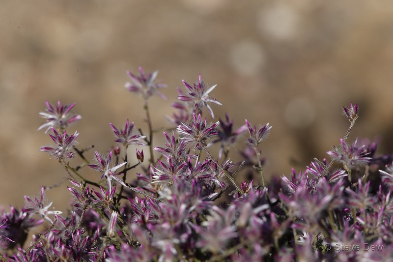 Ptilotus remotiflorus photo 4