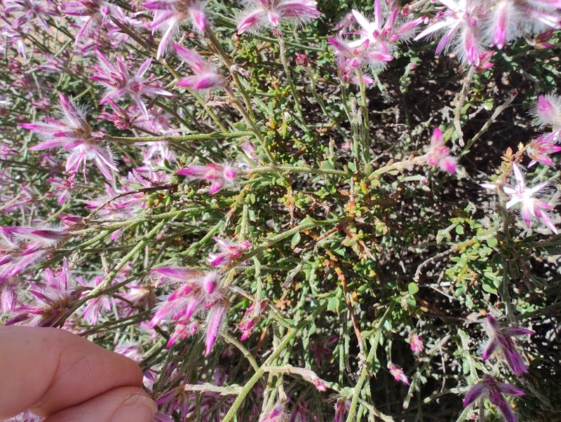 Ptilotus remotiflorus photo 5