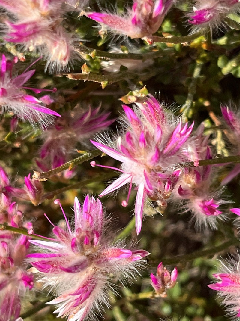 Ptilotus remotiflorus photo 6