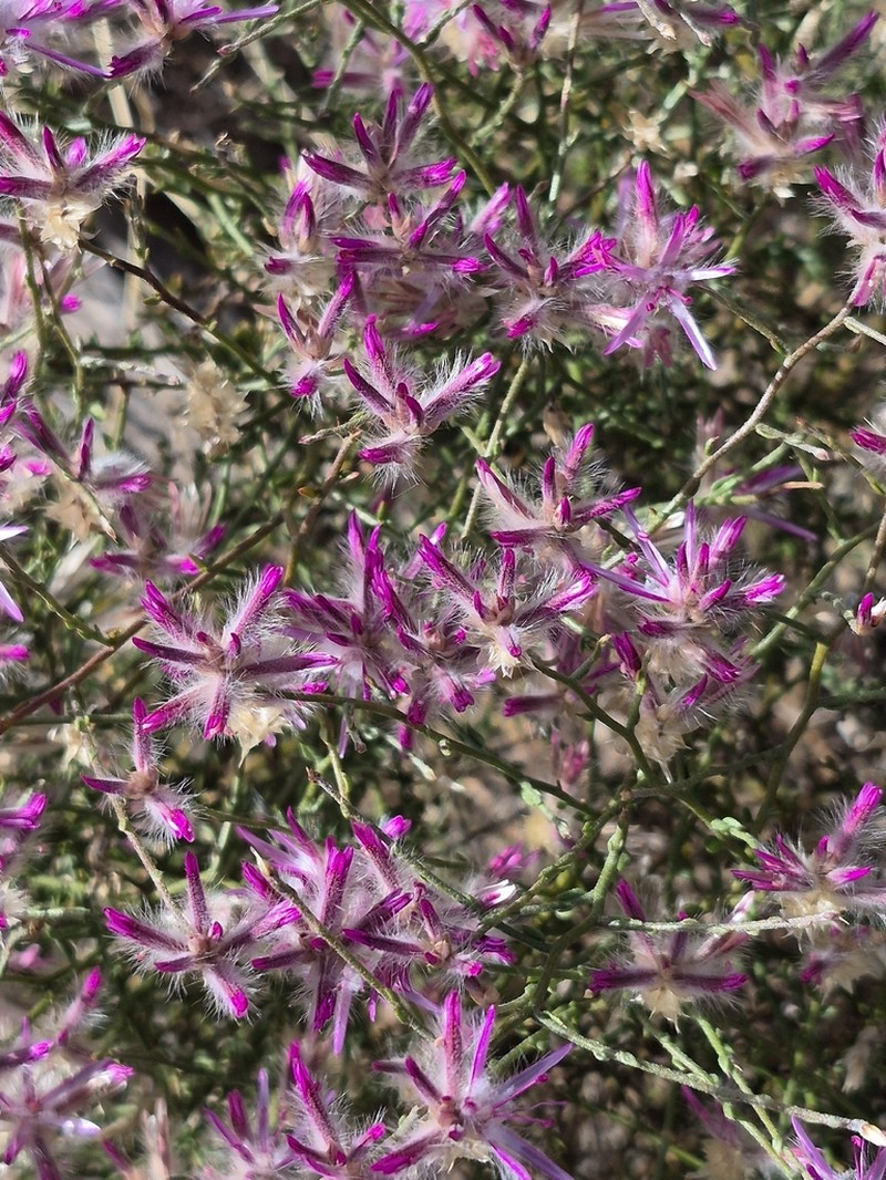 Ptilotus remotiflorus photo 7