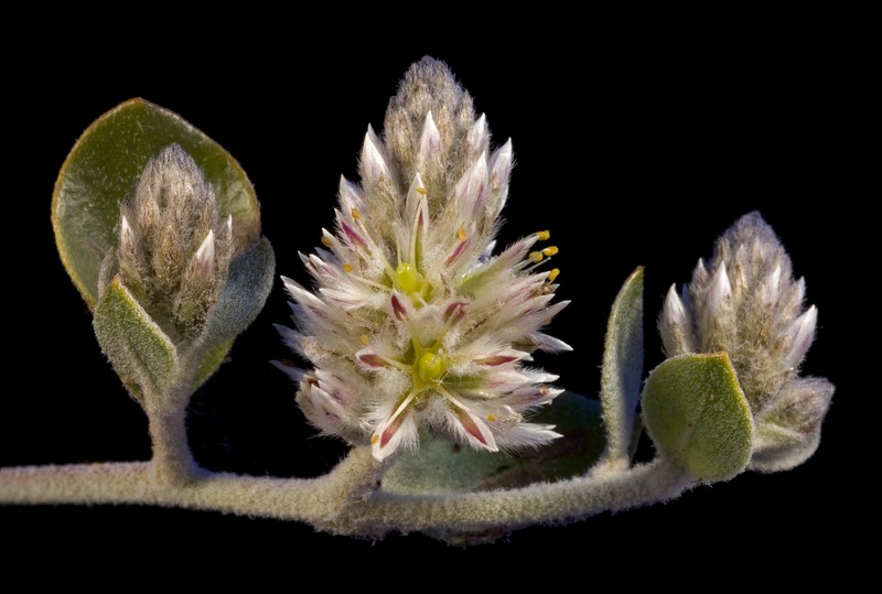 Ptilotus roei