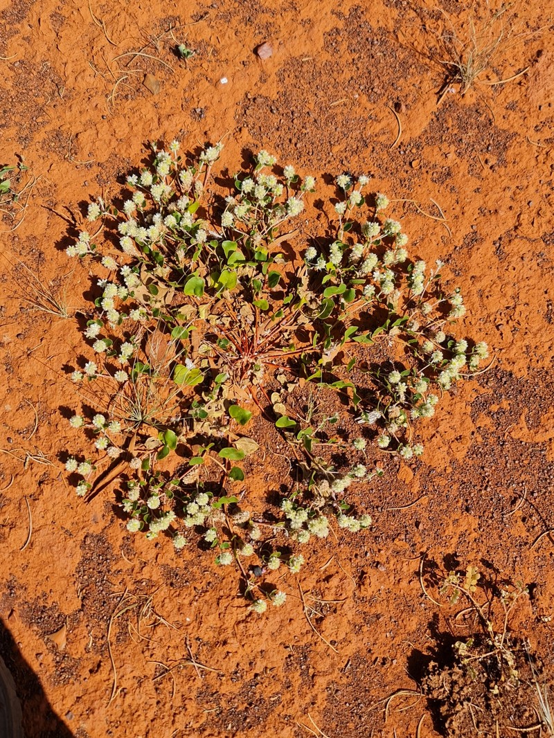 Ptilotus roei photo 3