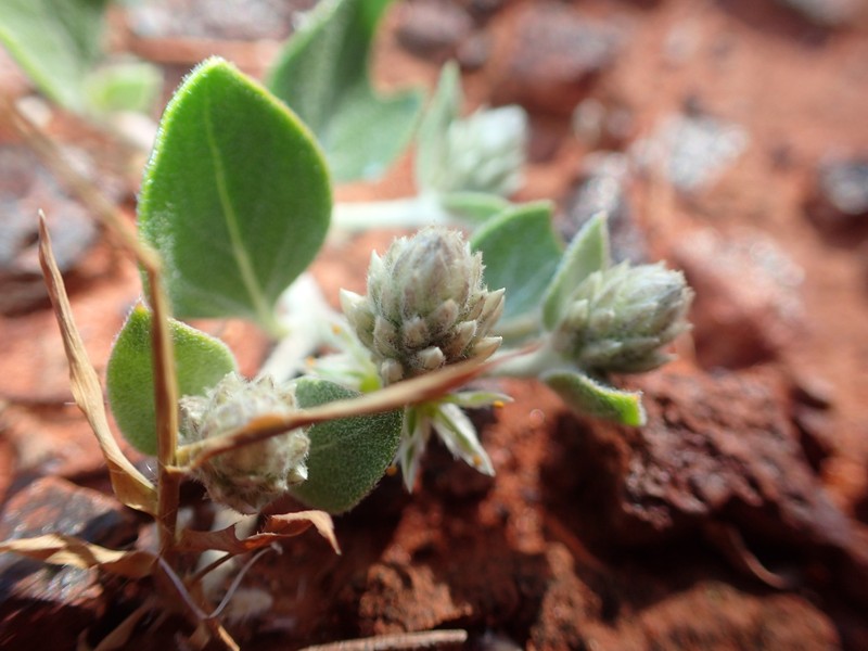 Ptilotus roei photo 4