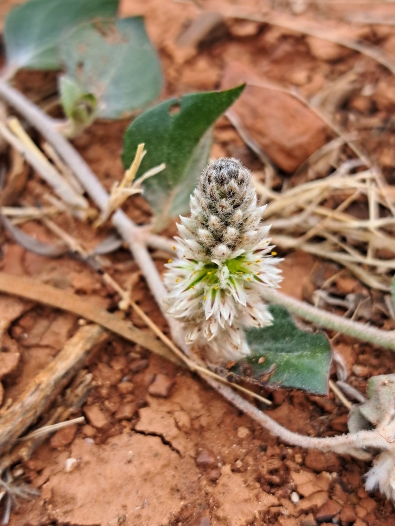Ptilotus roei photo 5
