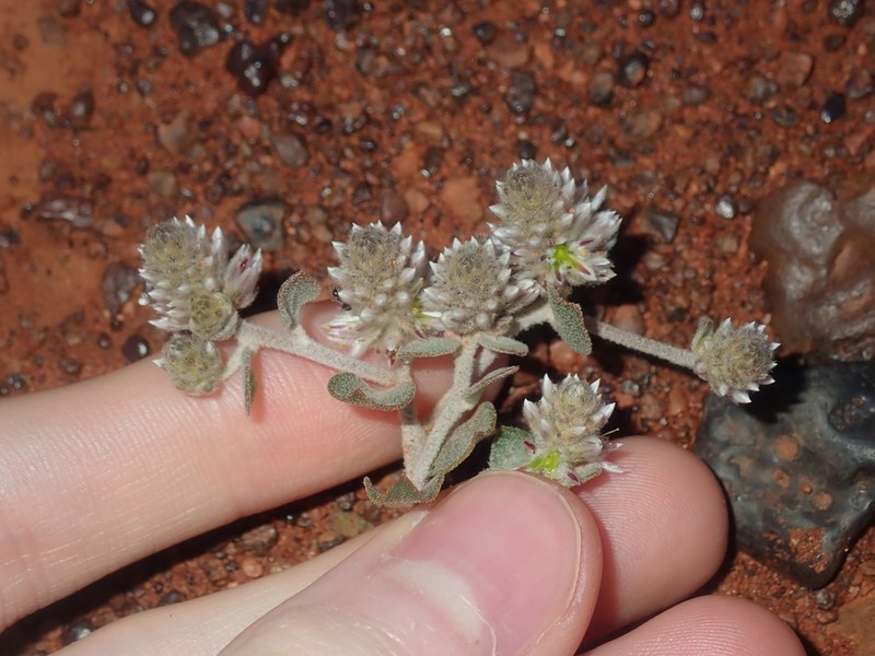 Ptilotus roei photo 6