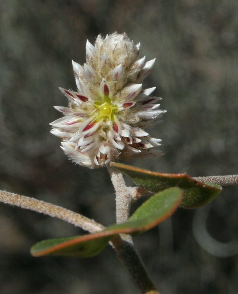 Ptilotus roei photo 7