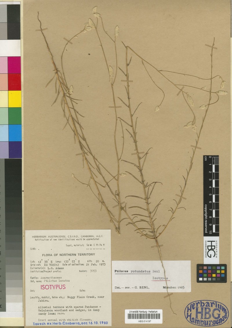 Ptilotus rotundatus