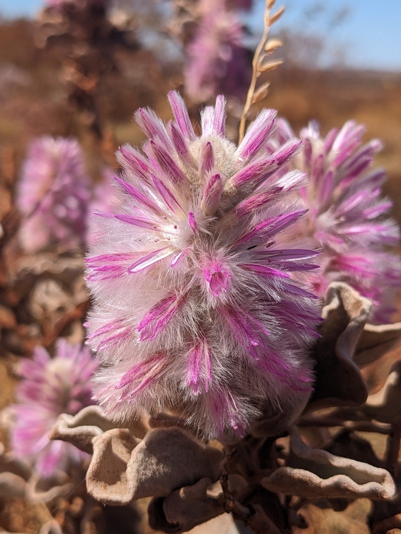 Ptilotus rotundifolius photo 2