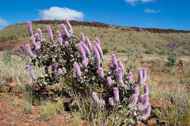 Ptilotus rotundifolius photo 3