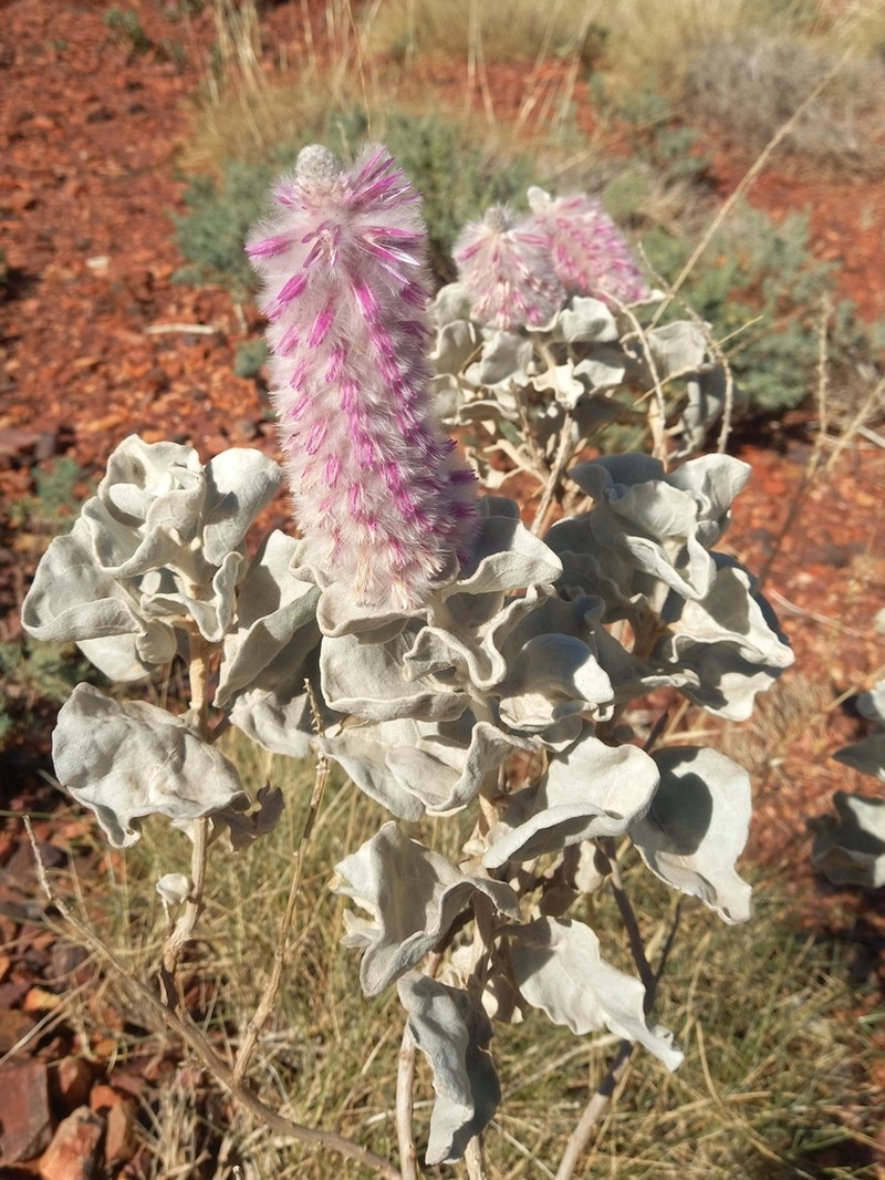 Ptilotus rotundifolius photo 4