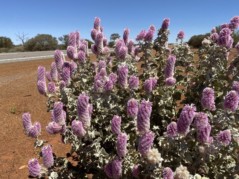 Ptilotus rotundifolius photo 5