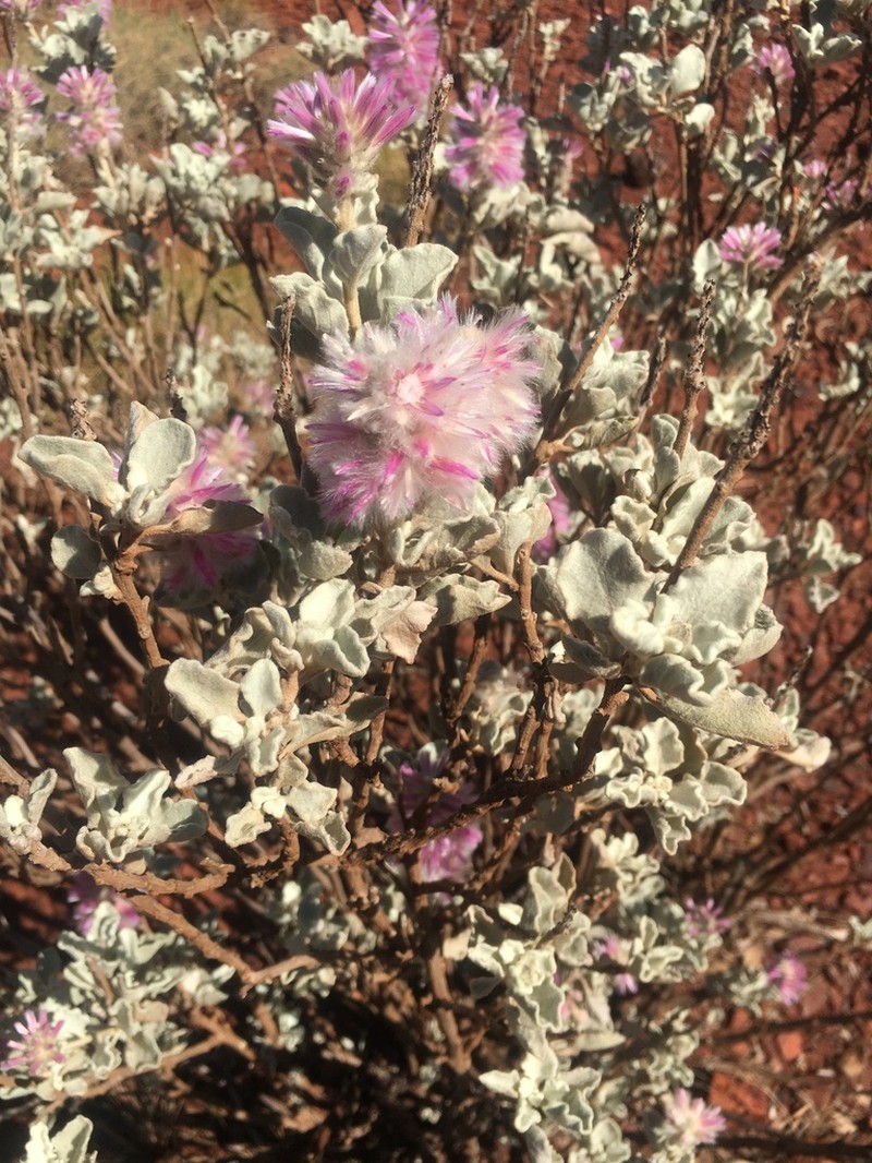 Ptilotus rotundifolius photo 6