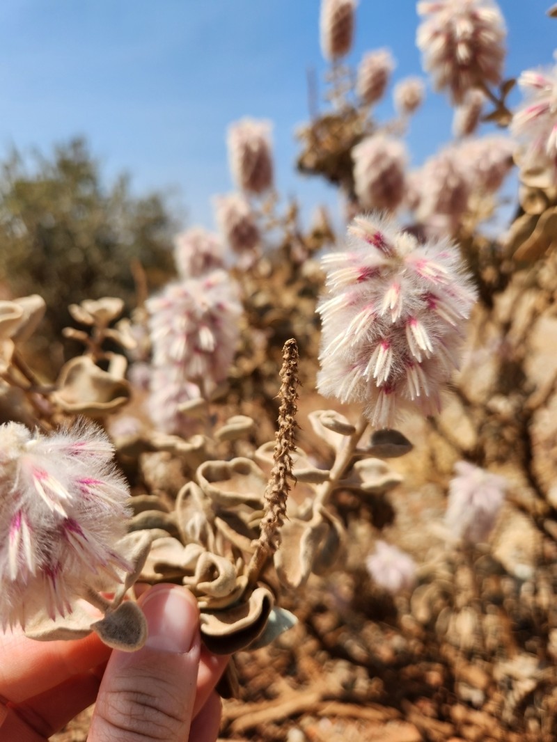 Ptilotus rotundifolius photo 7