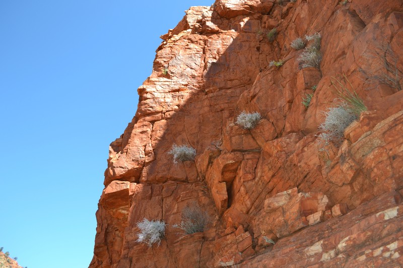 Ptilotus royceanus photo 2