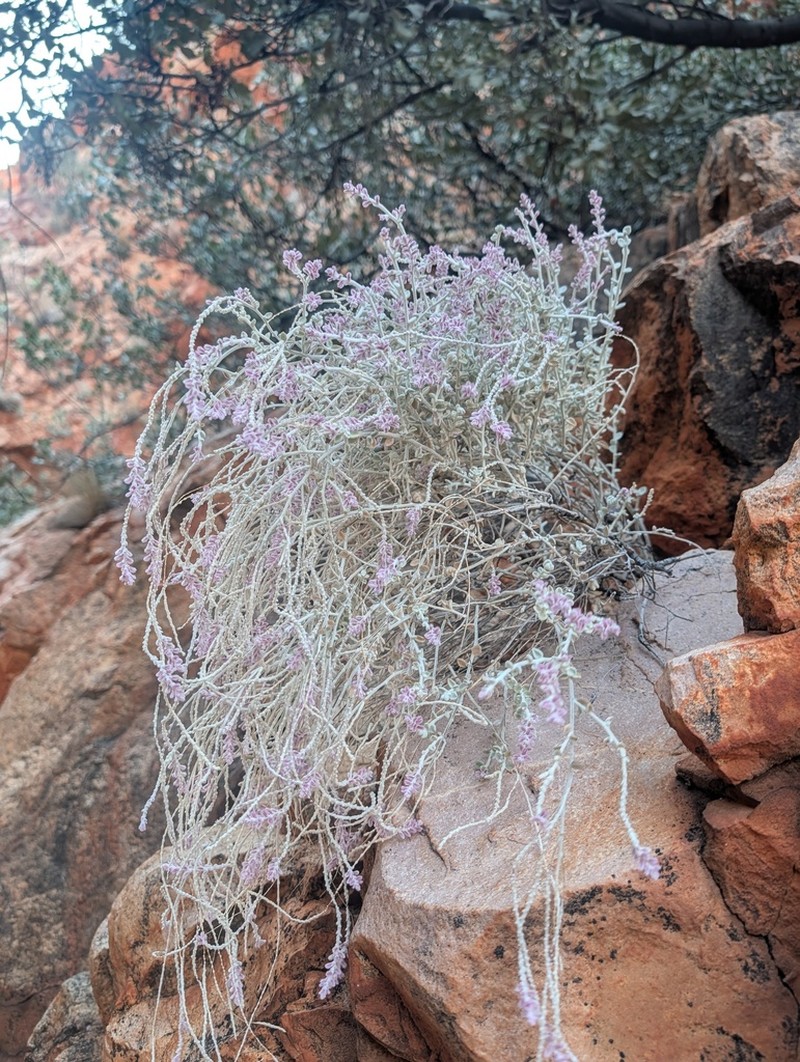 Ptilotus royceanus photo 4