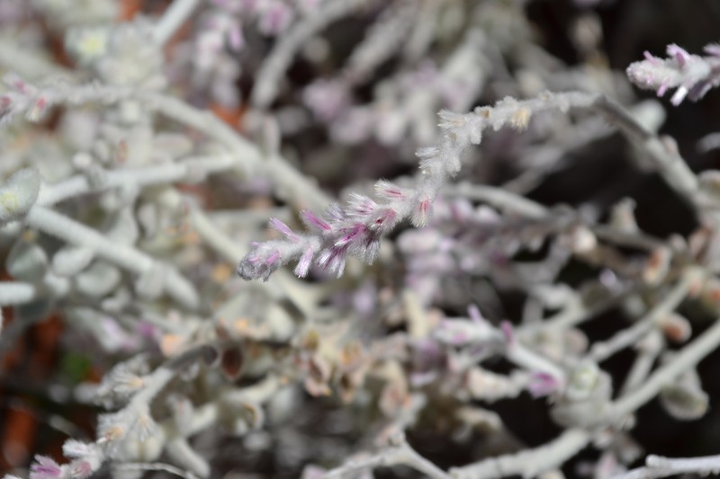 Ptilotus royceanus photo 6