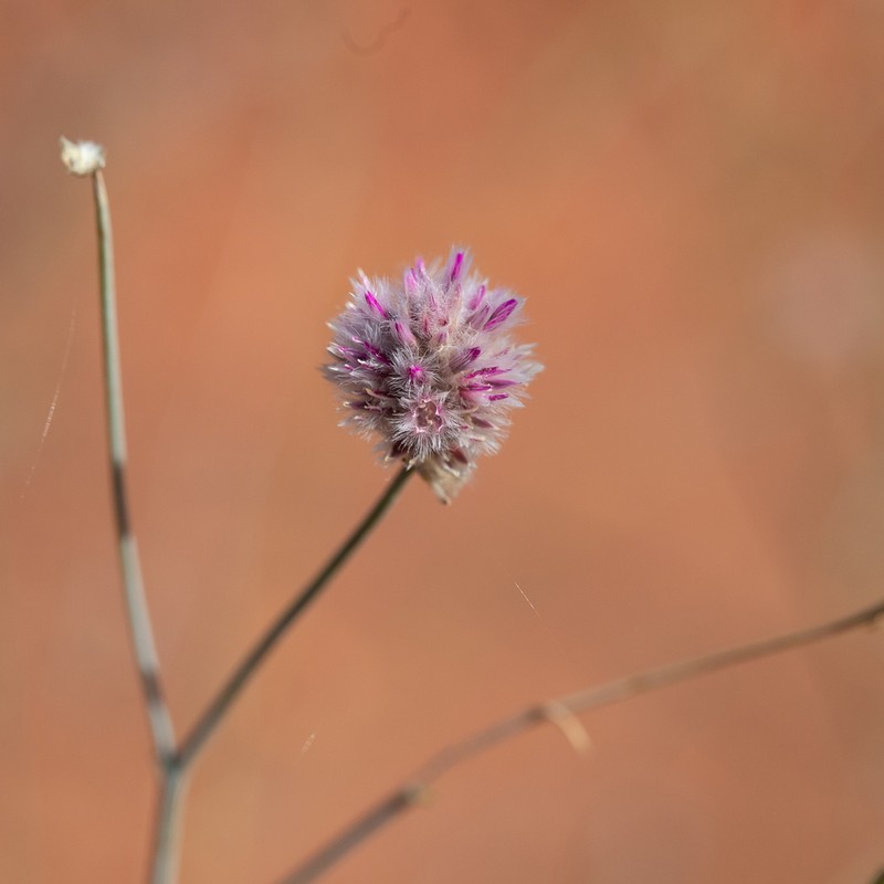 Ptilotus schwartzii