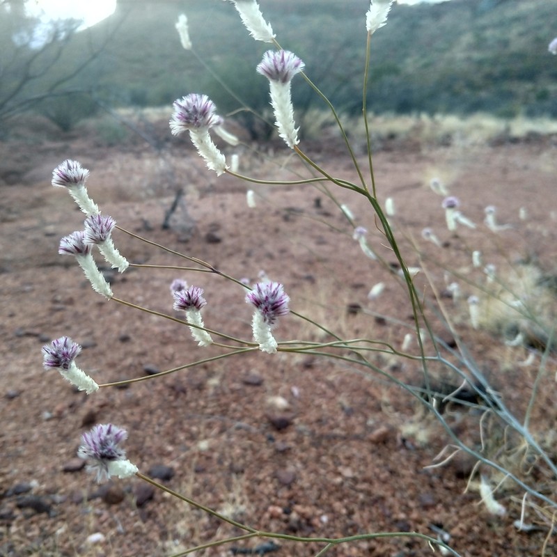 Ptilotus schwartzii photo 2
