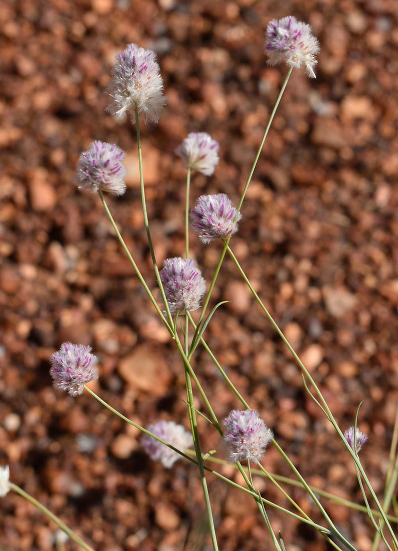 Ptilotus schwartzii photo 3