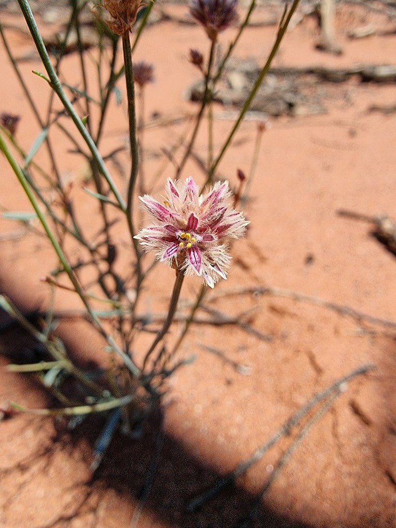 Ptilotus schwartzii photo 4