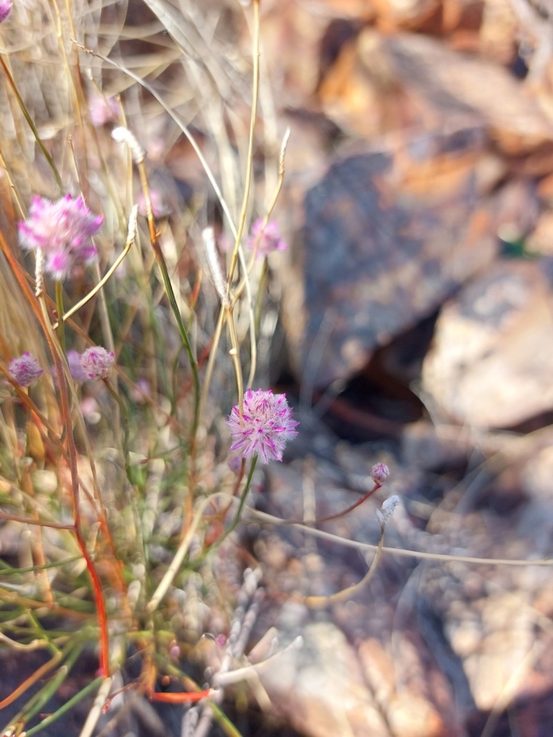 Ptilotus schwartzii photo 5