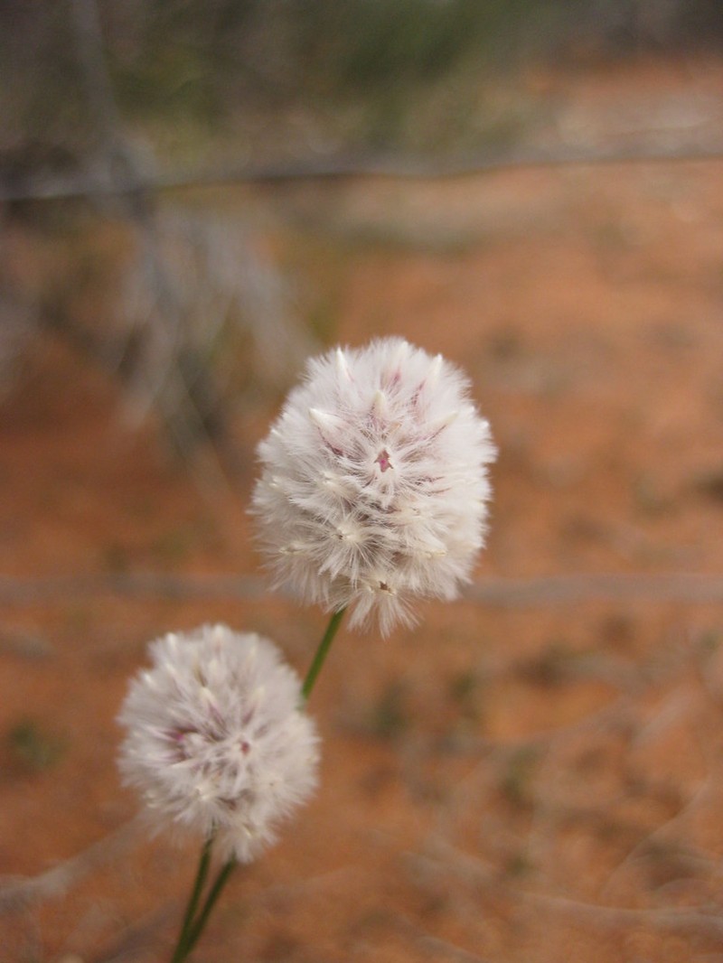 Ptilotus schwartzii photo 6
